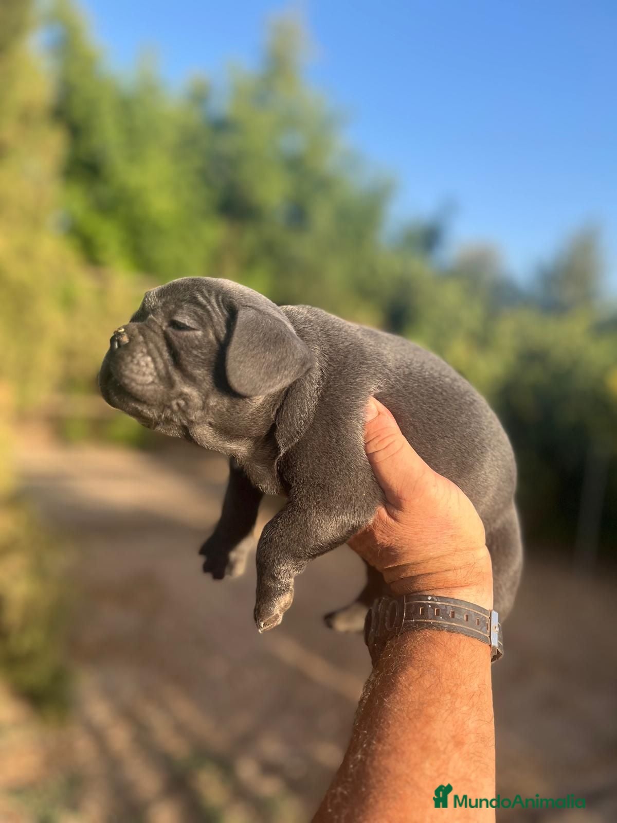 Bulldog Francés perros Bulldog frances macho - Anuncio 2