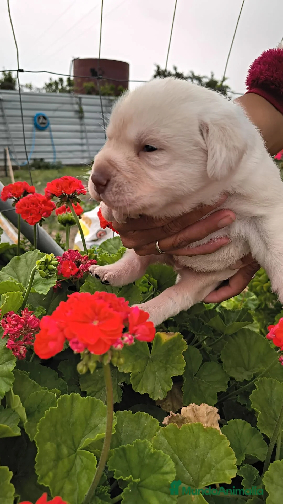 Labrador Retriever perros en venta: Labrador retriever dorado  - Anuncio 1