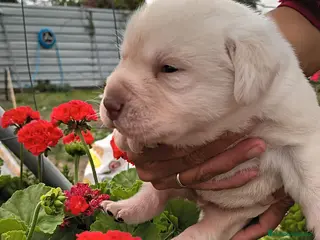 Labrador Retriever perros Labrador retriever dorado - Anuncio 3