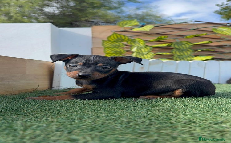 Pinscher Miniatura perros PINSCHER MINIATURA - Anuncio 1