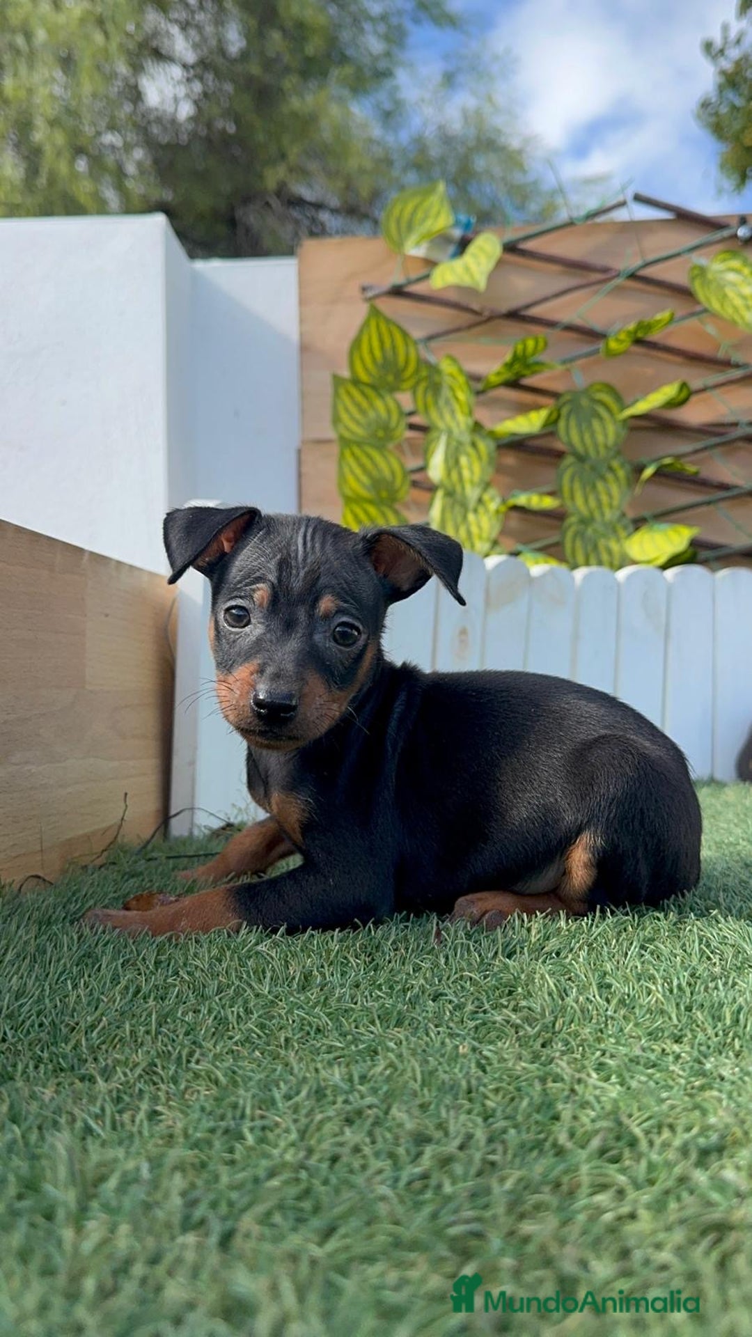 Pinscher Miniatura perros en venta: PINSCHER MINIATURA - Anuncio 2