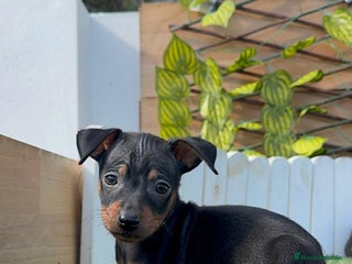 Pinscher Miniatura perros PINSCHER MINIATURA - Anuncio 1