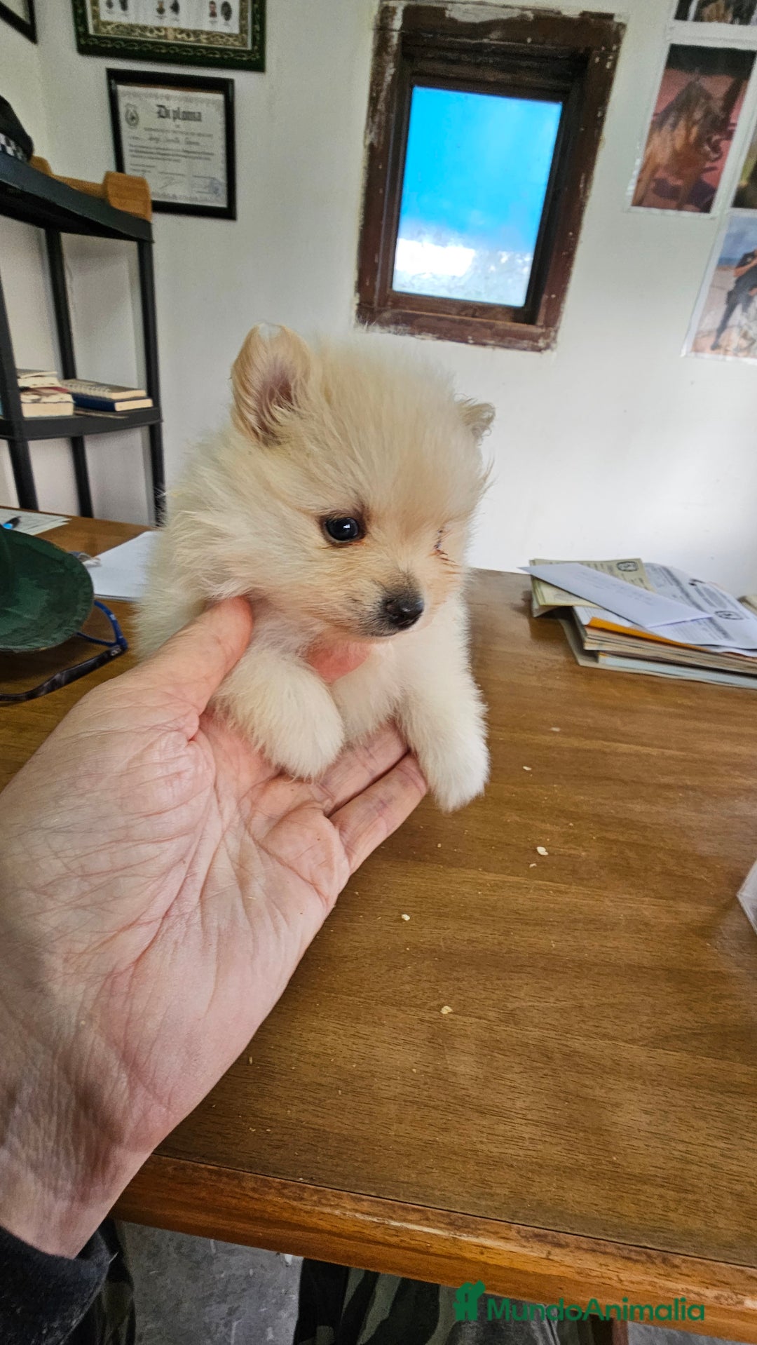 Pomerania perros en venta: Pomerania mini toy - Anuncio 1