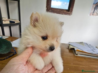 Pomerania perros Pomerania mini toy - Anuncio 1