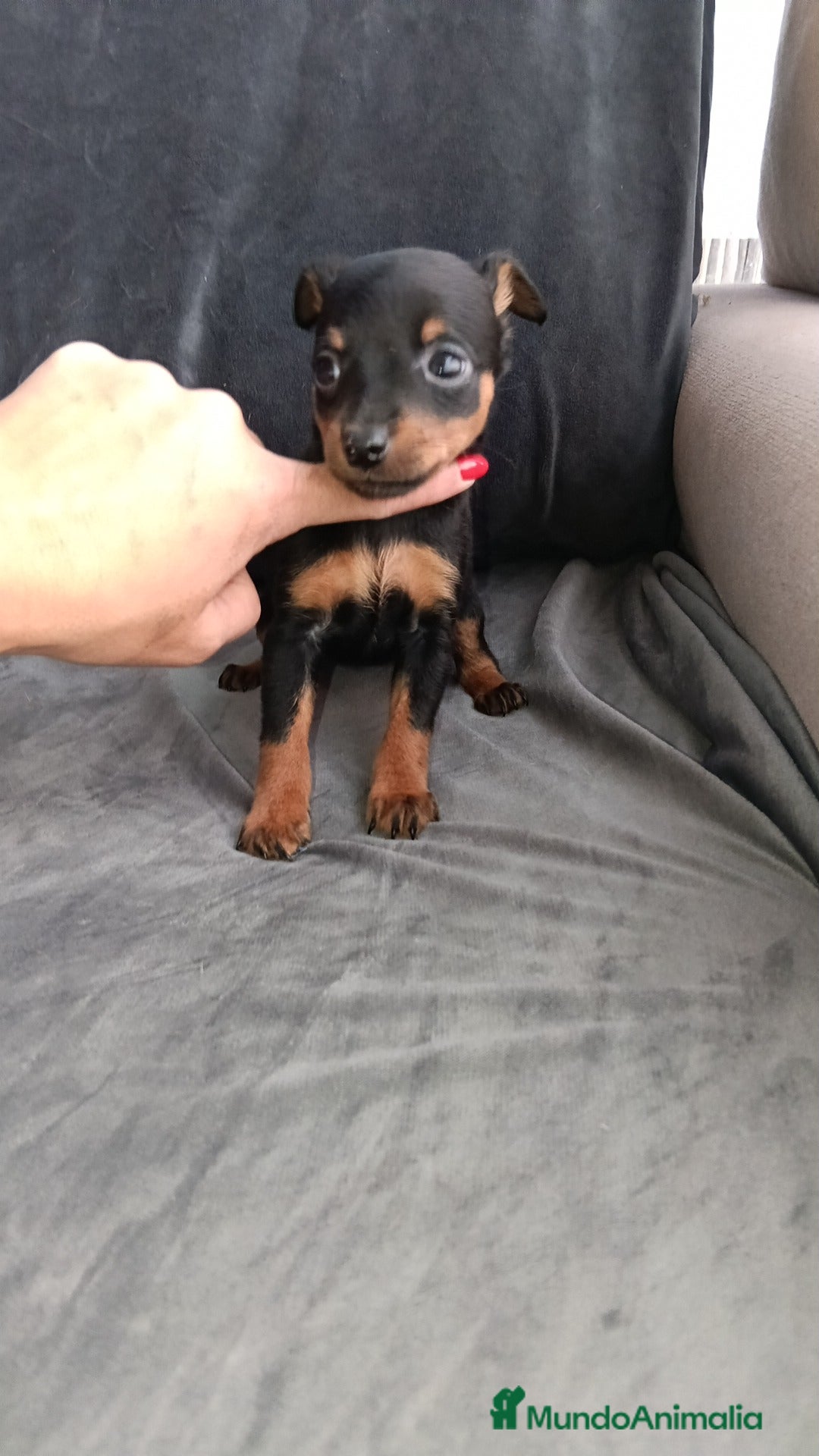 Pinscher Miniatura perros en venta: Pincher miniatura - Anuncio 3