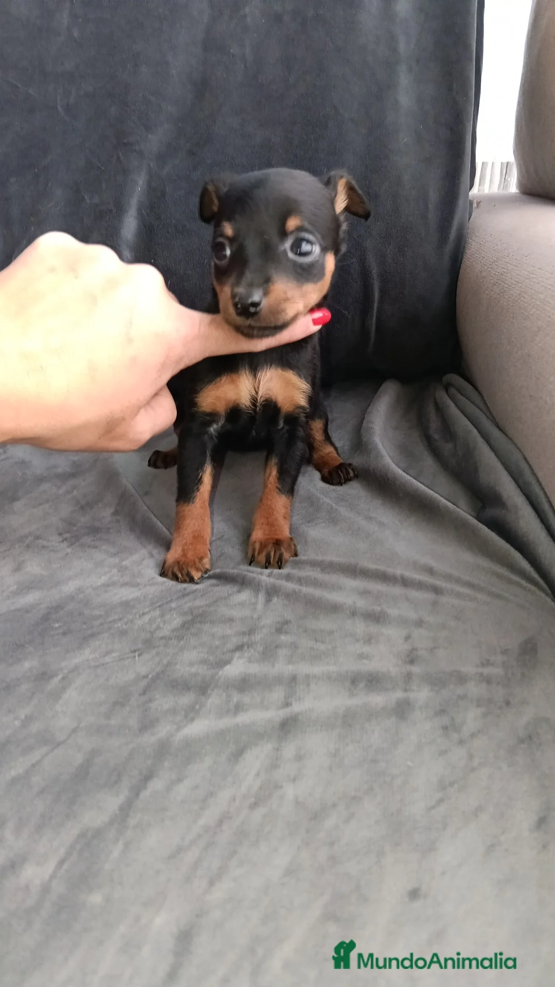 Pinscher Miniatura perros en venta: Pincher miniatura - Anuncio 3