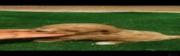 Caniche Toy perros en venta: Cachorros de caniche Toy Apricot - Anuncio 2