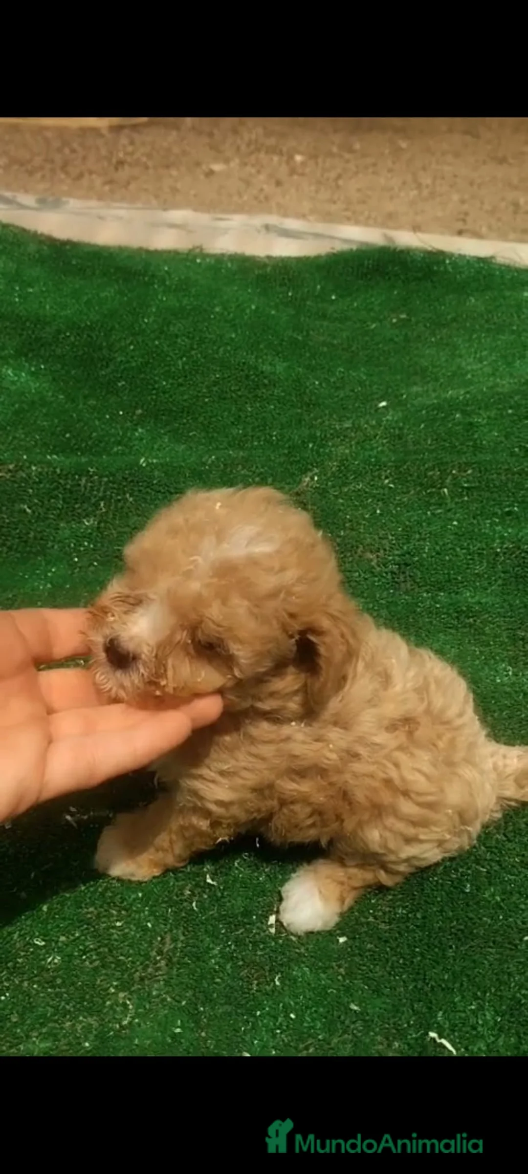 Caniche Toy perros en venta: Cachorros de caniche Toy Apricot - Anuncio 2