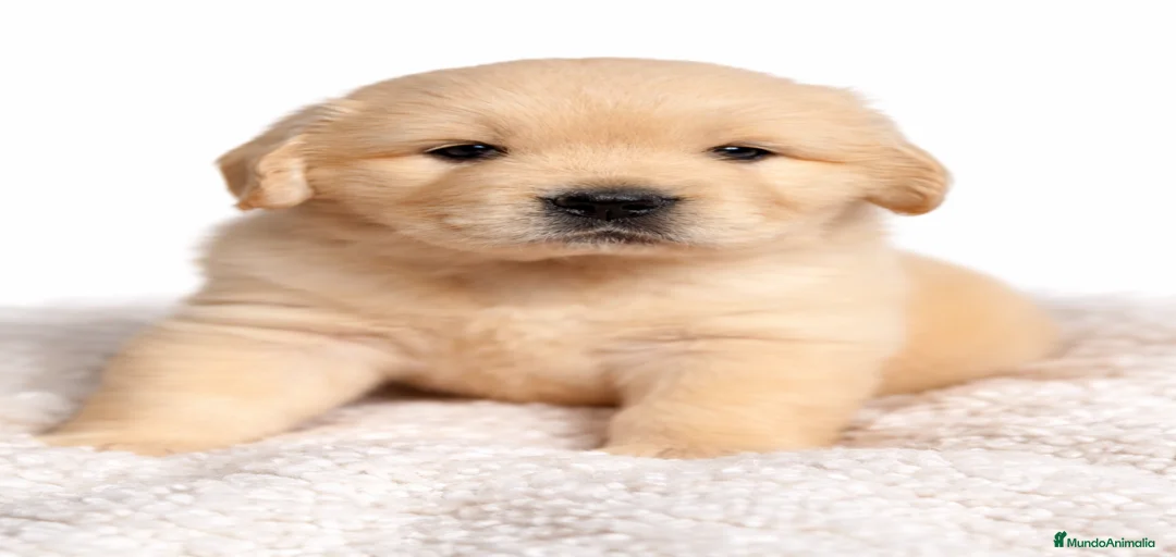 Imagen de galería {{count}}