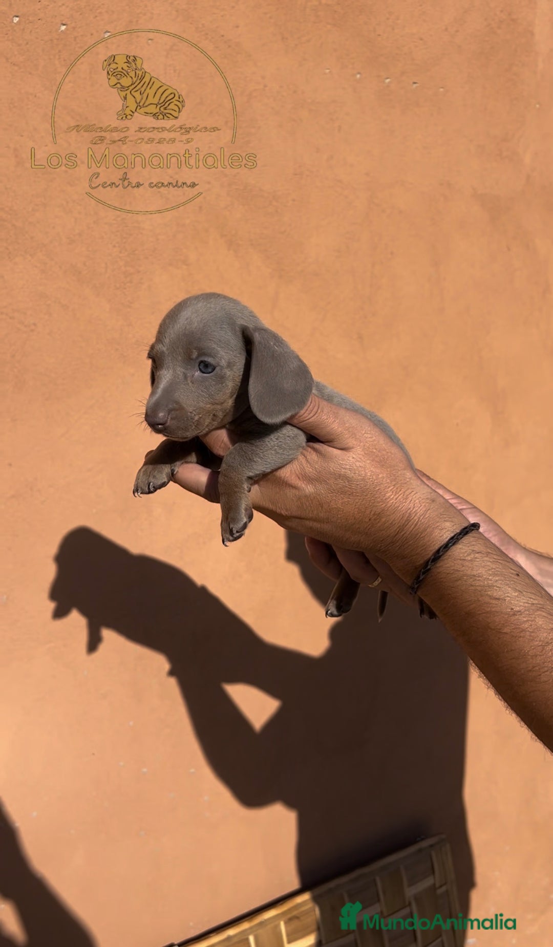 Teckel Miniatura perros en venta: Camada Teckel miniatura Isabelas  - Imagen 1