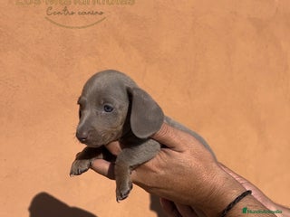Teckel Miniatura perros - Anuncio 1