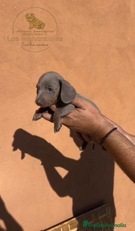 Teckel Miniatura perros - Anuncio 6