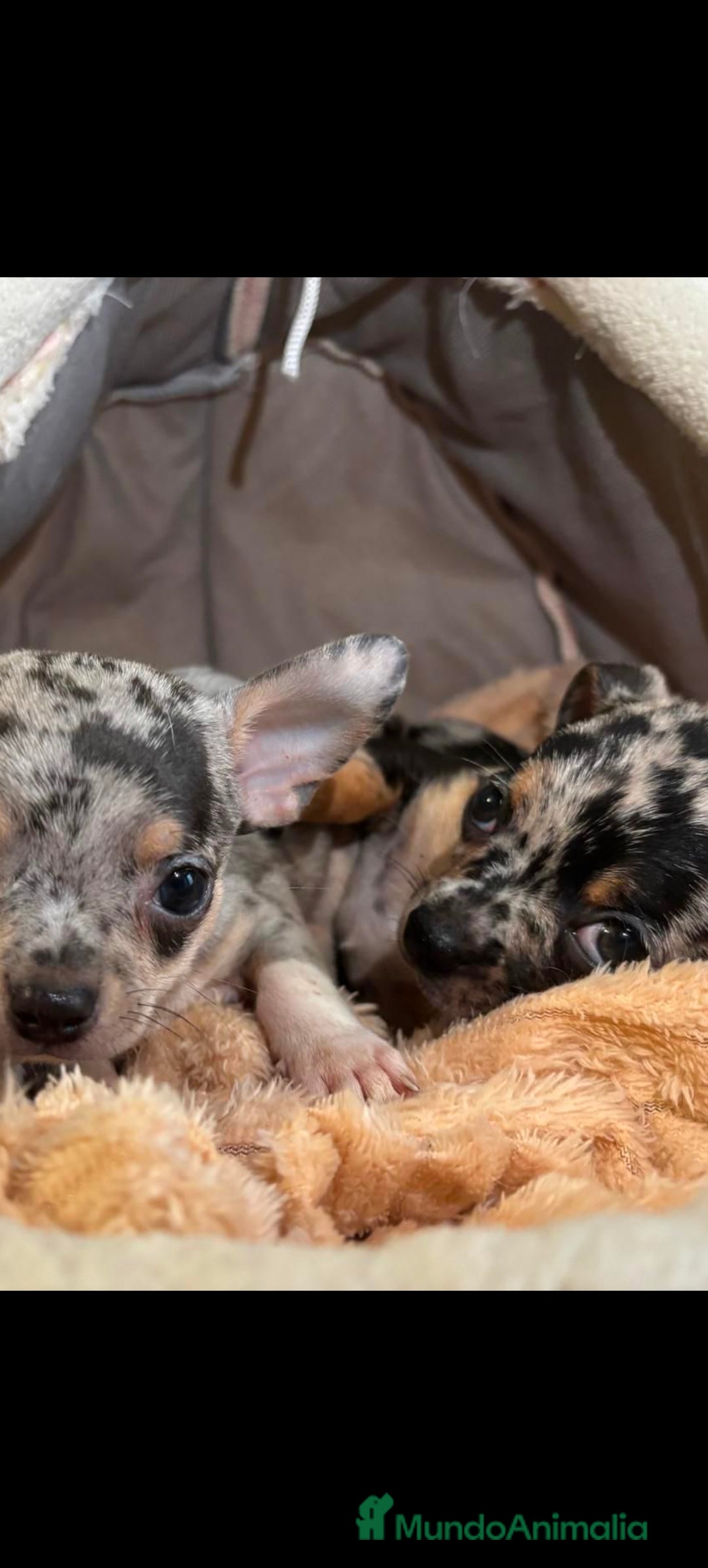 Chihuahua perros en venta: Chihuahua Toy merle  - Imagen 2