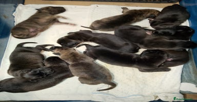 Dogo Alemán perros - Anuncio 11
