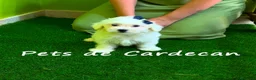 Bichón Maltés perros en venta: BICHÓN MALTÉS MACHO - Anuncio 1