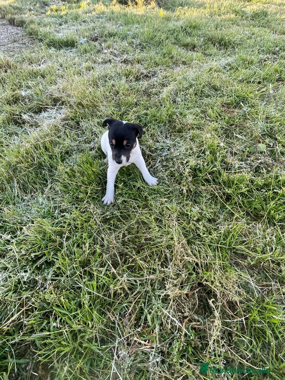 Ratonero Bodeguero Andaluz perros en venta: CAMADA BODEGUEROS en Murcia - Anuncio 5