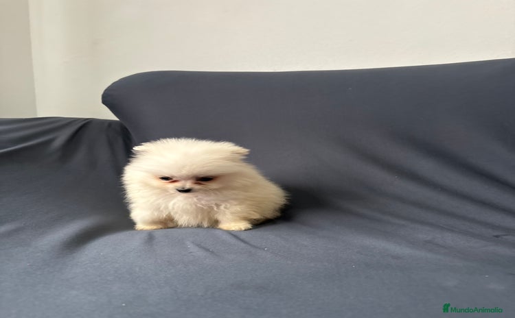 Pomerania perros - Anuncio 8