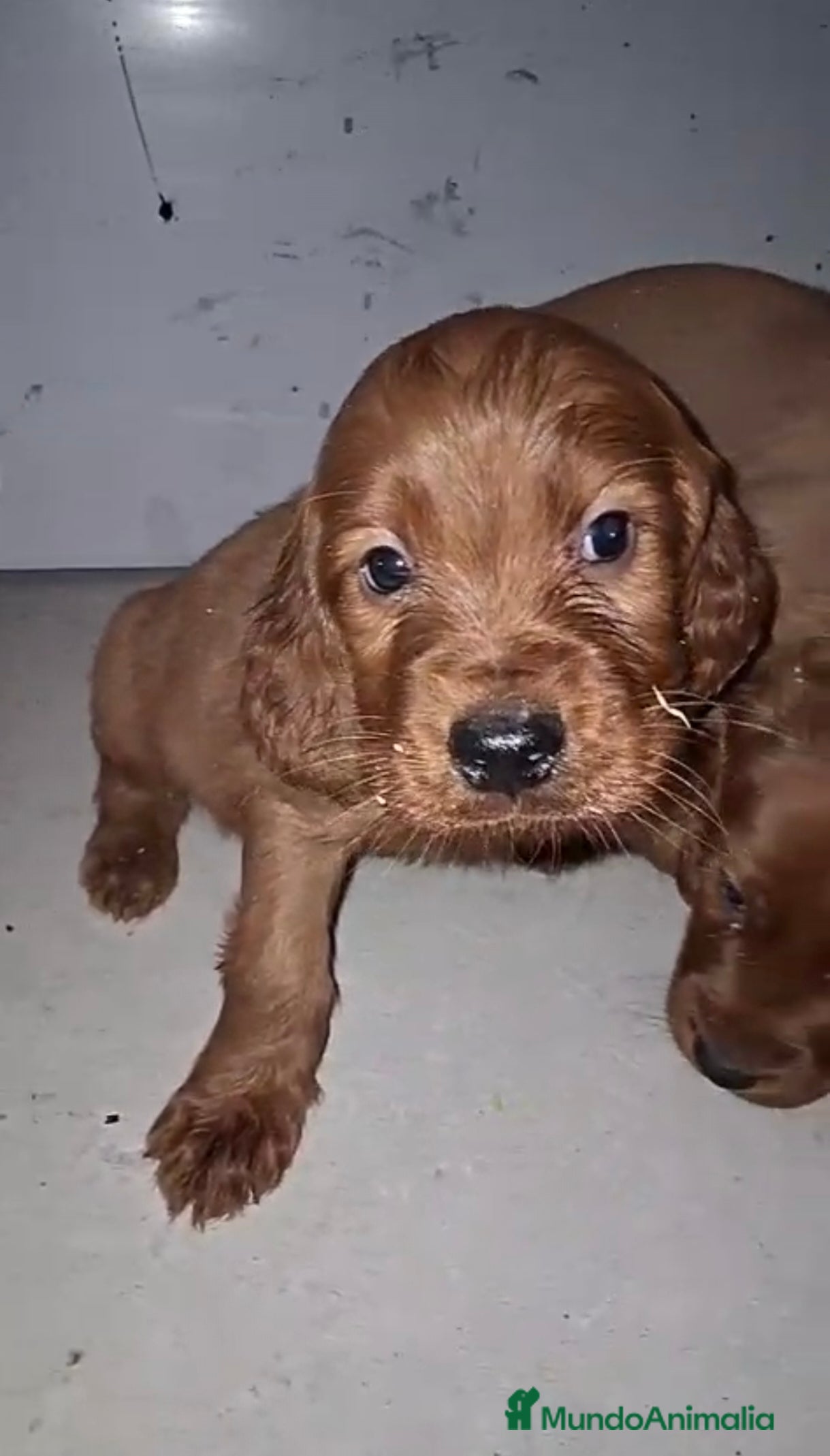 Setter Irlandés Rojo perros Setter irlandés rojo - Anuncio 3