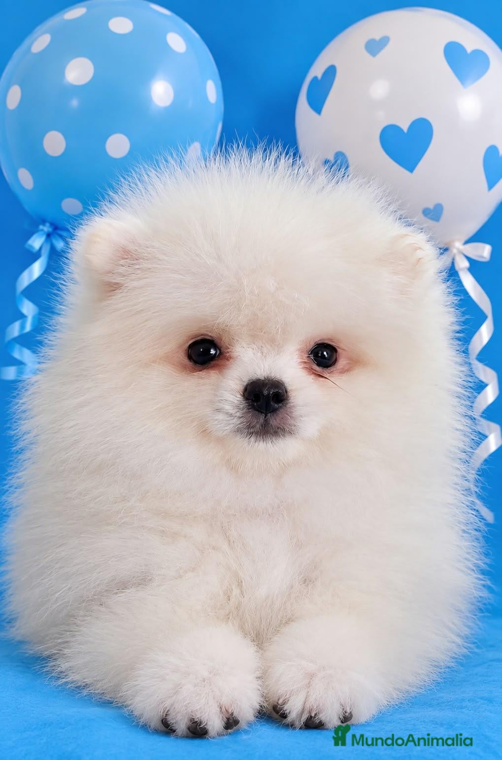 Pomerania perros EJEMPLAR pomerania  - Anuncio 1