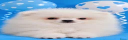 Pomerania perros en venta: EJEMPLAR pomerania  - Anuncio 1