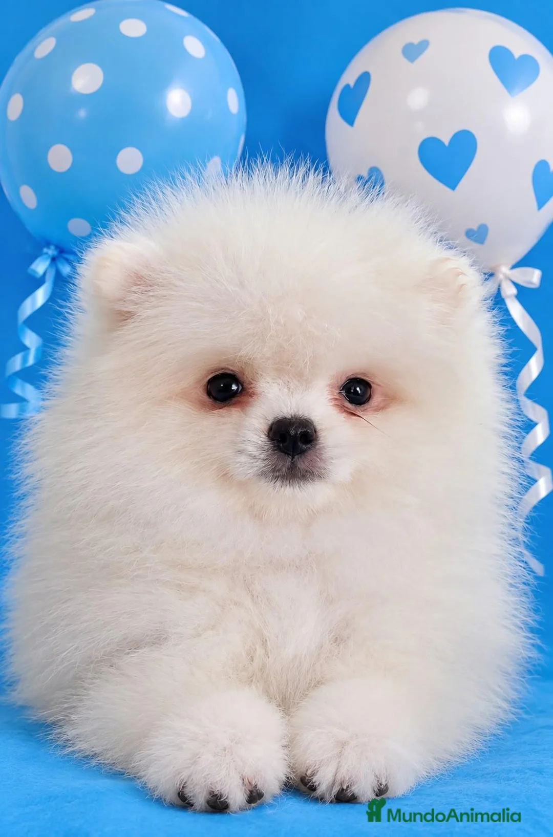 Pomerania perros en venta: EJEMPLAR pomerania  - Anuncio 1
