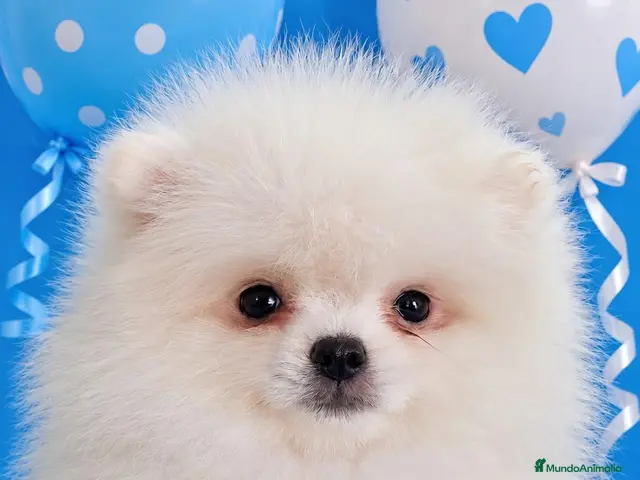 Pomerania perros en venta: EJEMPLAR pomerania - Anuncio 1