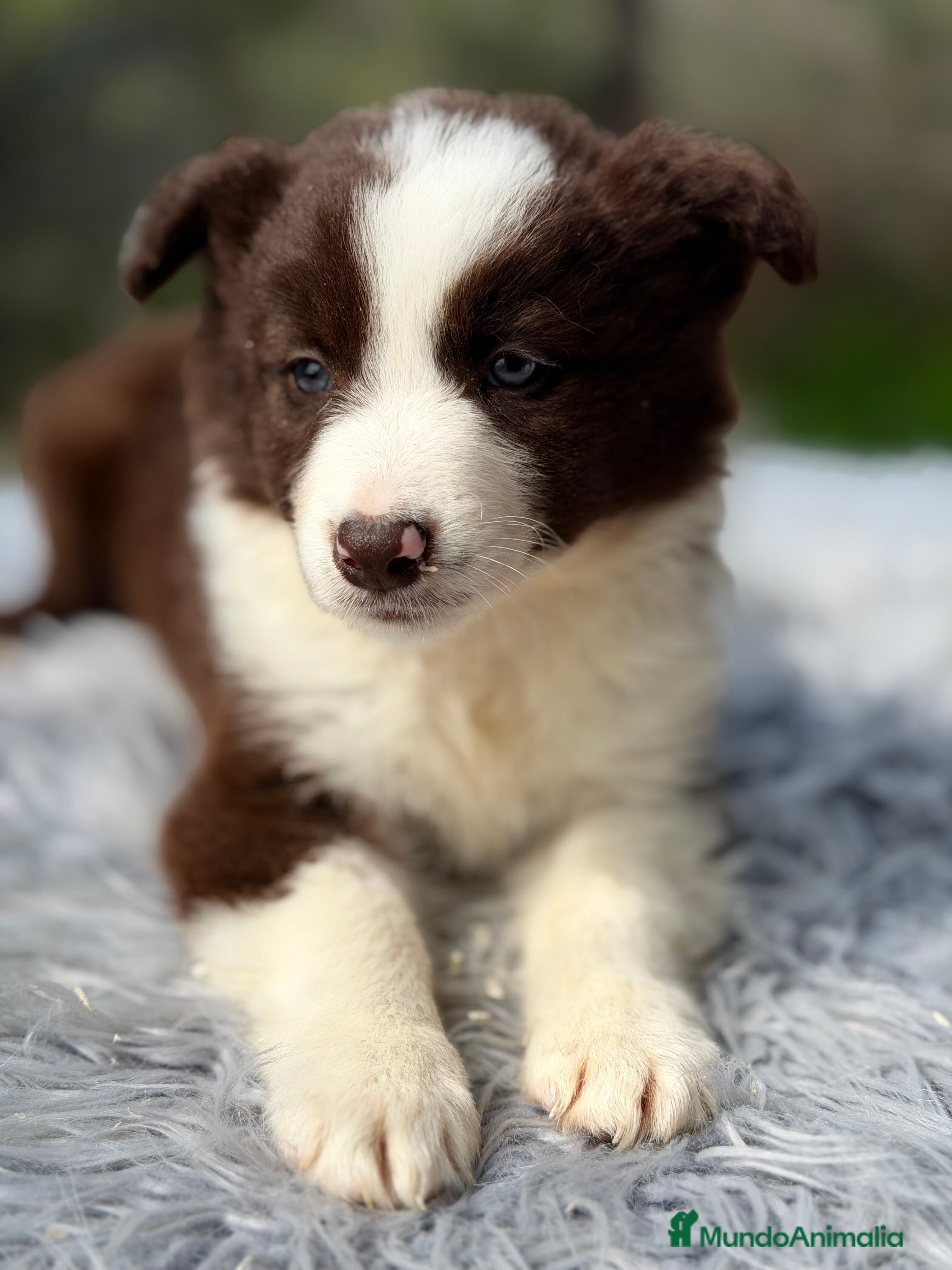 Border Collie perros Border chocolate  - Anuncio 1