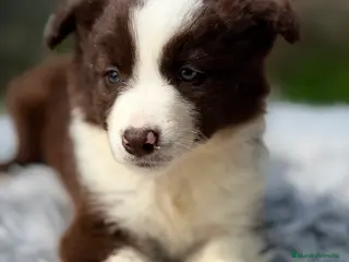 Border Collie perros Border chocolate - Anuncio 1
