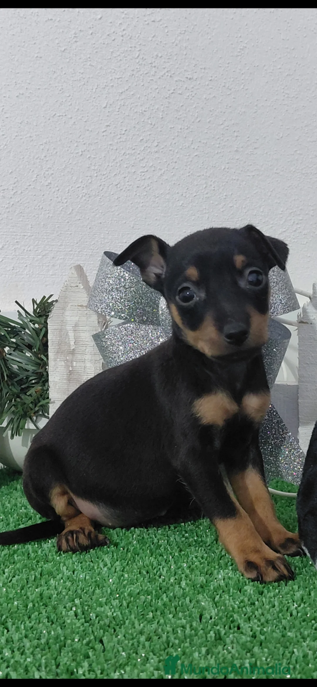 Pinscher Miniatura perros en venta: Pincher negro fuego - Anuncio 1