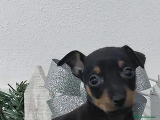 Pinscher Miniatura perros Pincher negro fuego - Anuncio 1