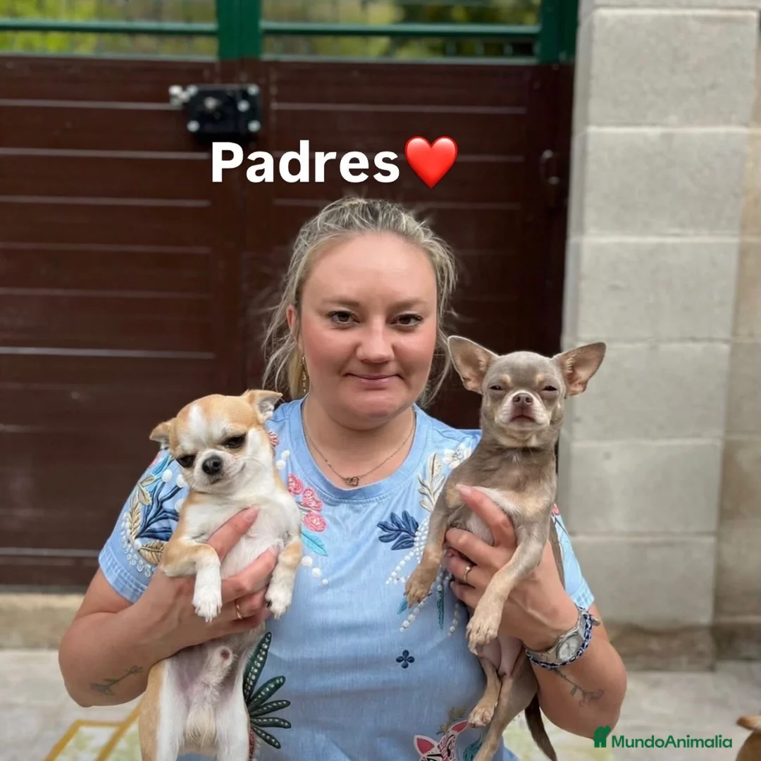 Chihuahua perros en venta: Preciosa princesita lilac  - Anuncio 2