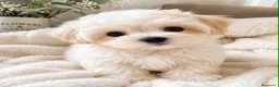 Maltipoo perros en venta: Camada Maltipoo - Anuncio 1