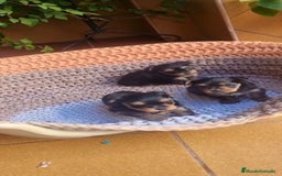 Yorkshire Terrier perros en venta: Yorkshire toy  - Anuncio 2