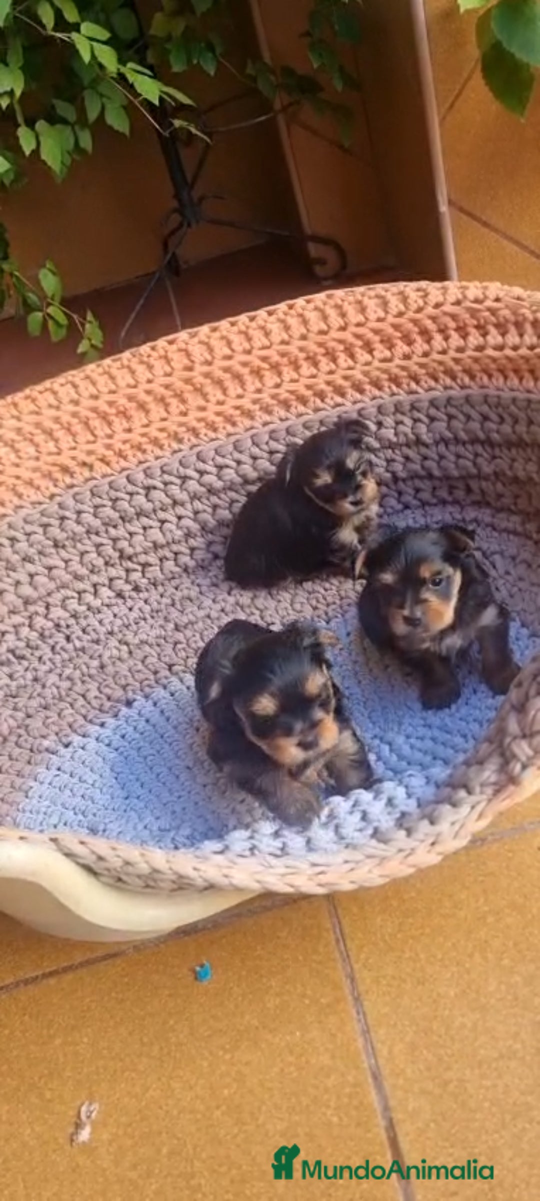 Yorkshire Terrier perros en venta: Yorkshire toy  - Anuncio 2