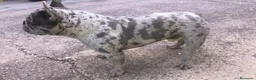 Bulldog Francés perros para monta: Macho merlé blue - Anuncio 2