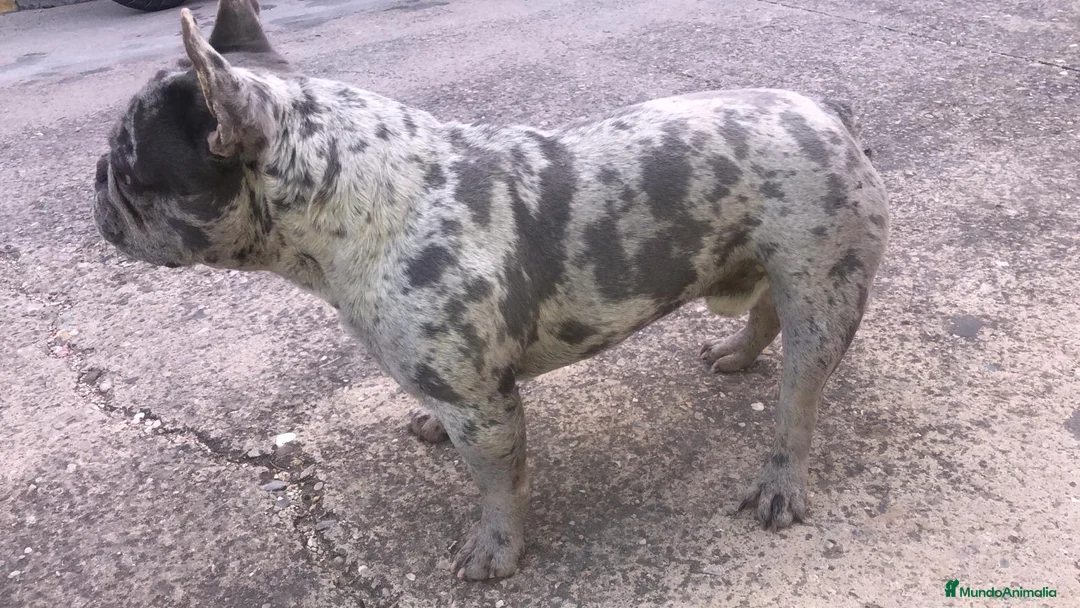Bulldog Francés perros para monta: Macho merlé blue - Anuncio 2