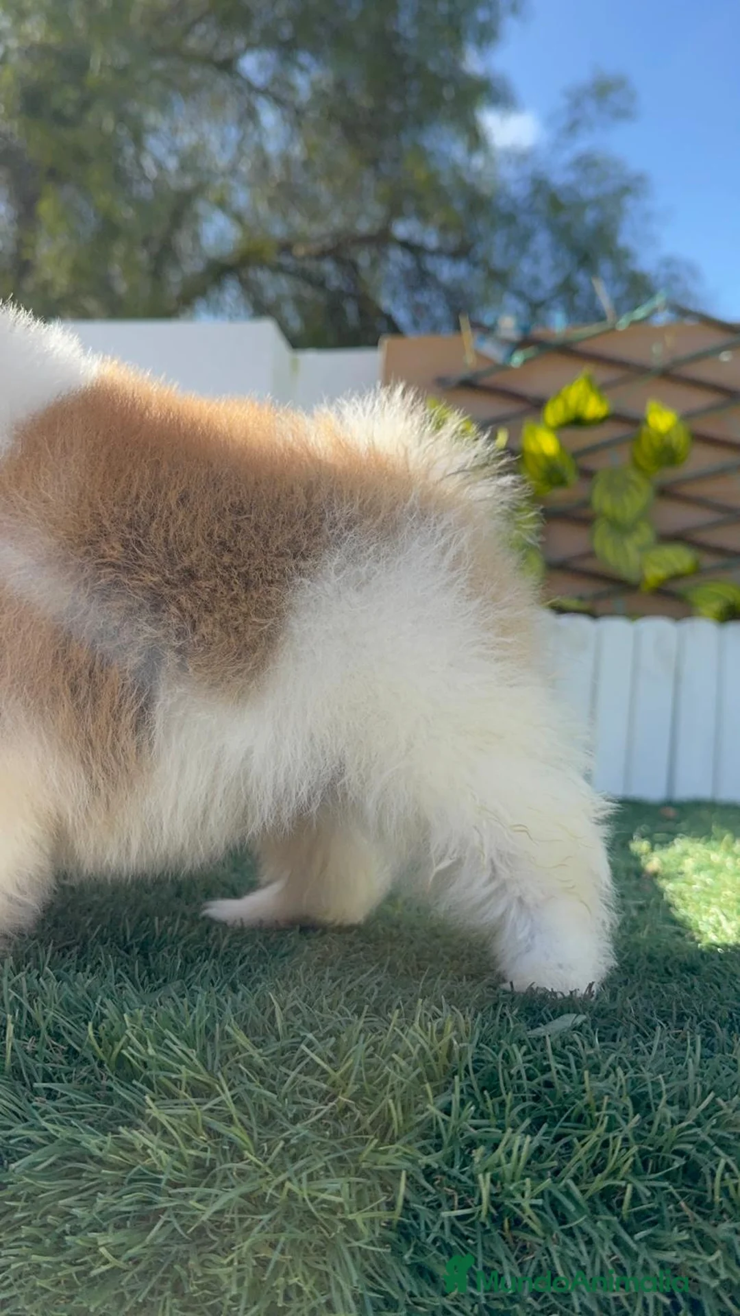 Pomerania perros en venta: POMERANIA HEMBRA - Anuncio 13