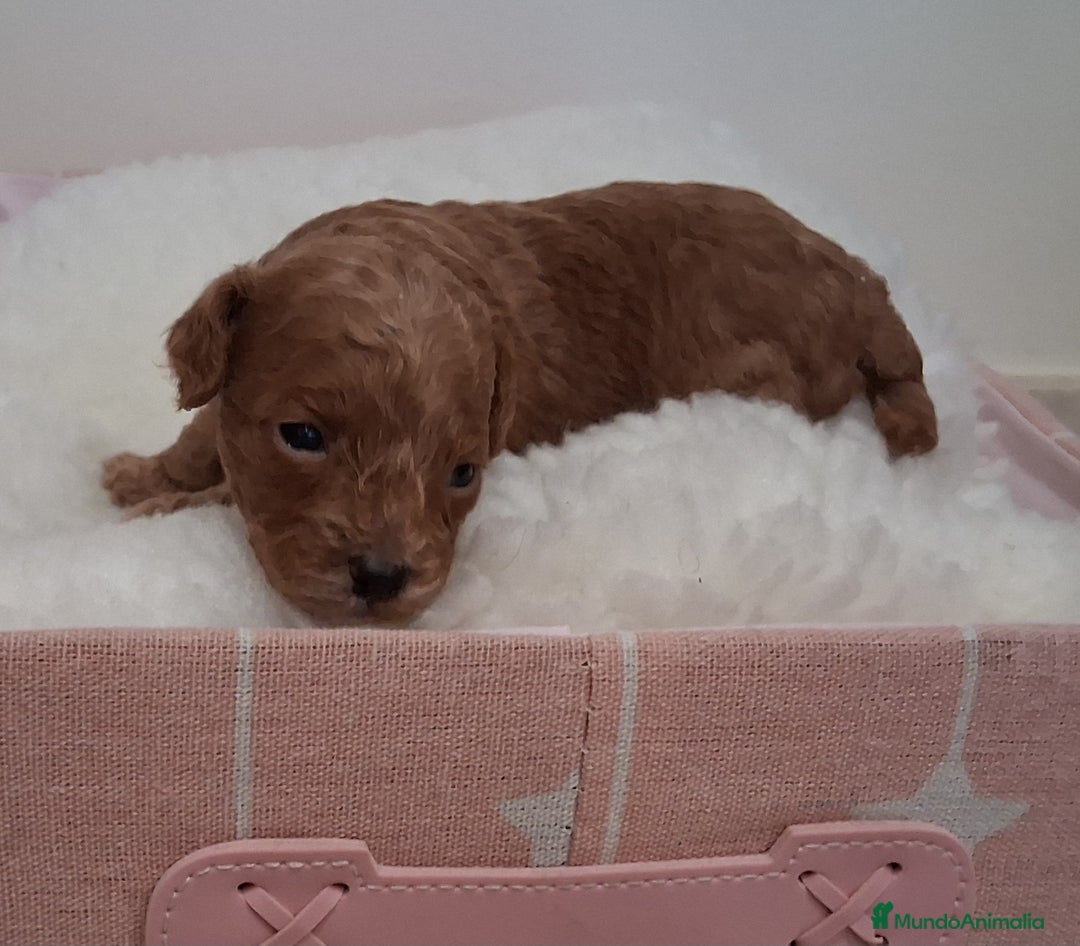 Caniche Toy perros en venta: Cachorros caniche toy rojos - Imagen 5