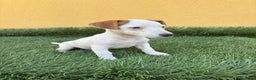 Jack Russell Terrier perros en venta: web milcachorros.es - Anuncio 5