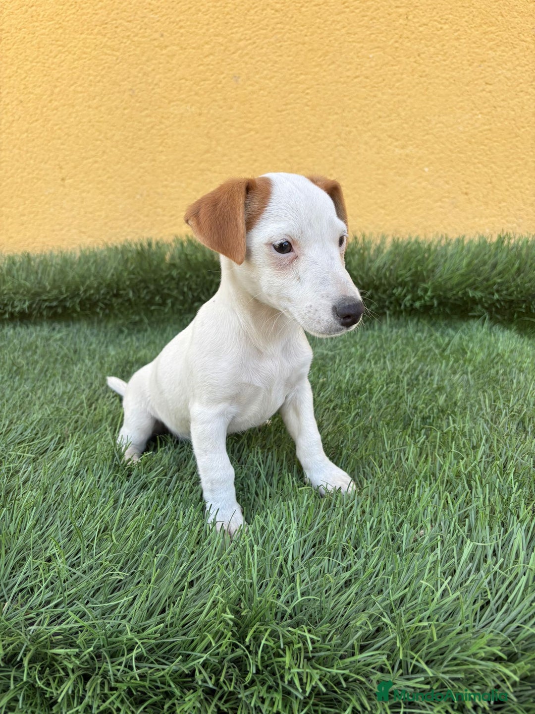 Jack Russell Terrier perros en venta: web milcachorros.es - Imagen 5