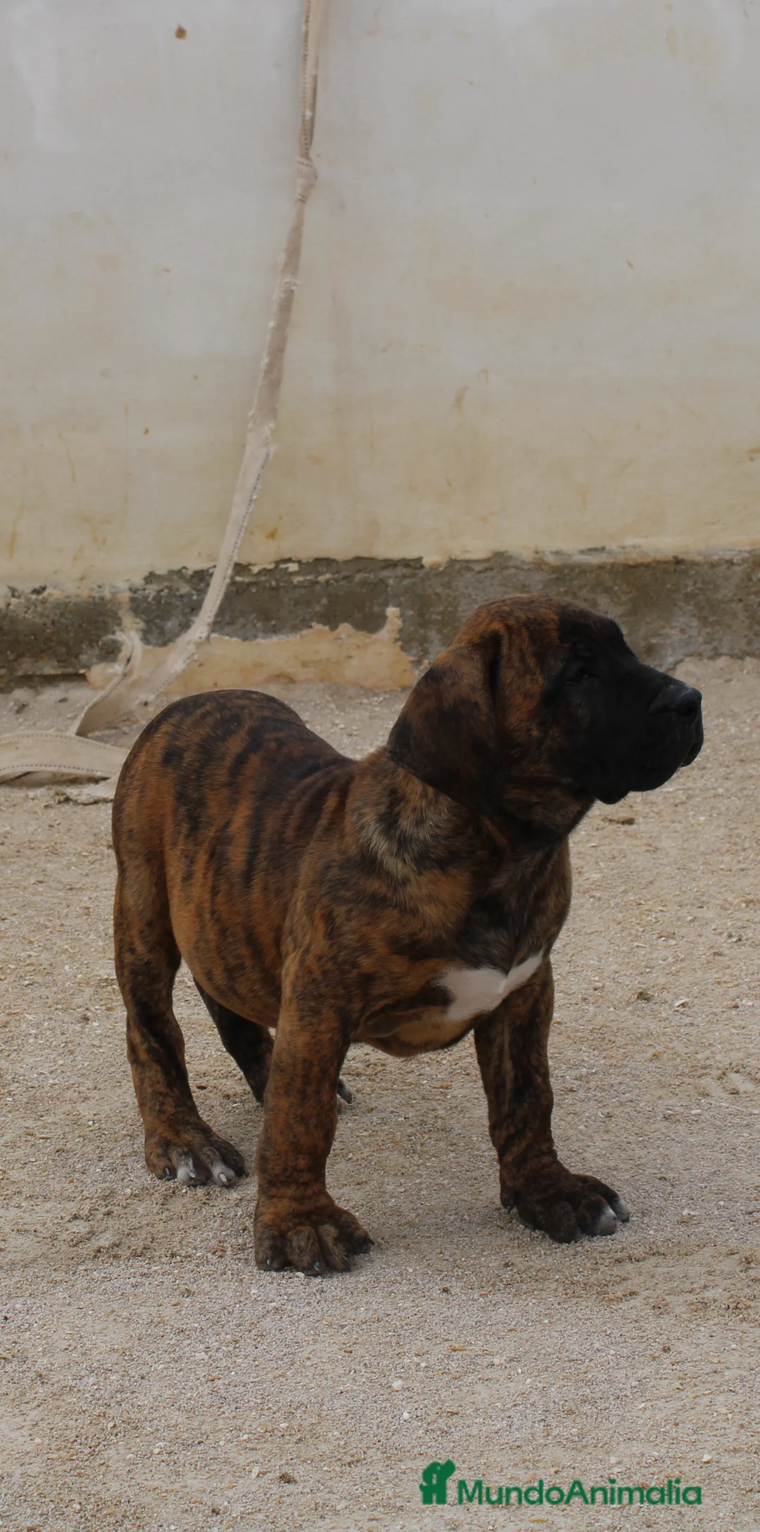 Presa Canario perros en venta: Presa canario  - Anuncio 11