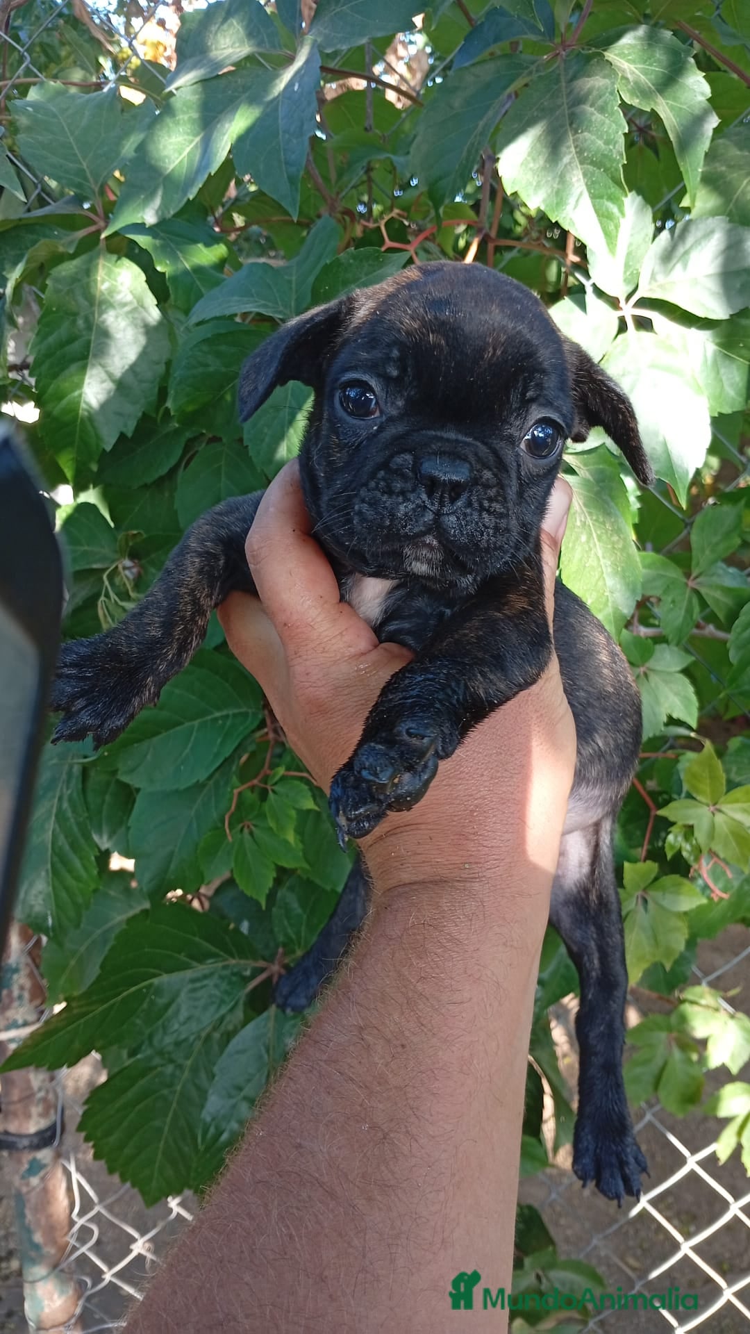 Bulldog Francés perros en venta: Bulldog Francés Hembra - Imagen 2