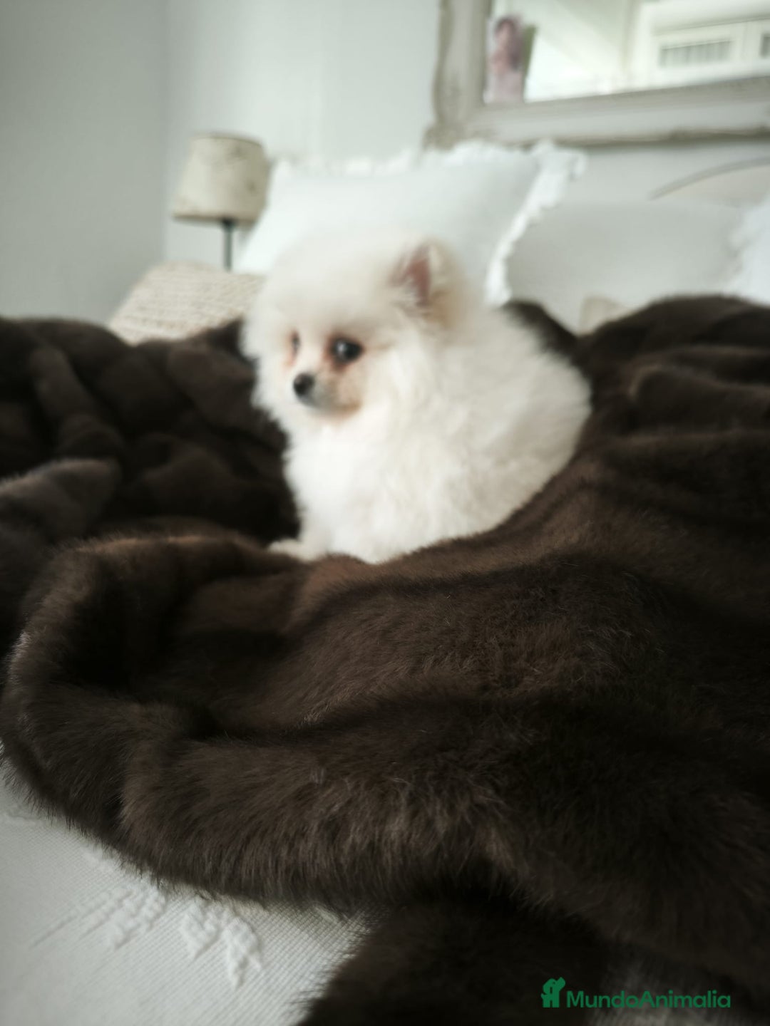 Pomerania perros en venta: Lulu Pomerania toy carita oso blanquita  - Anuncio 2