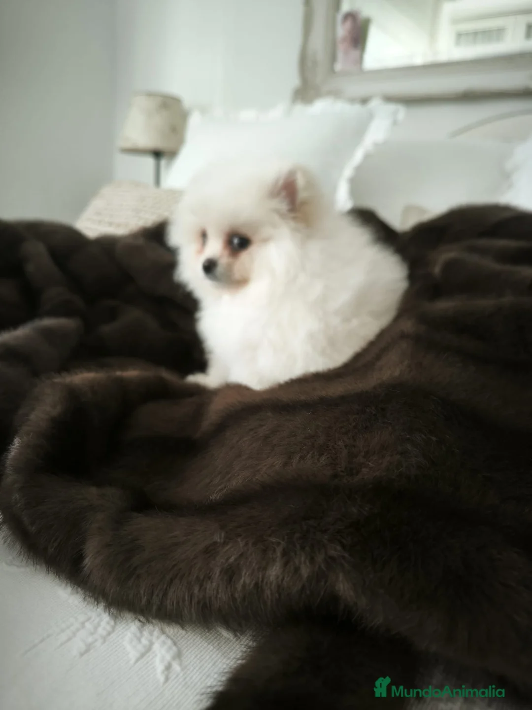 Pomerania perros en venta: Lulu Pomerania toy carita oso blanquita  - Anuncio 2