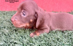 Teckel Miniatura perros en venta: Teckel kaninchen minis  - Imagen 2