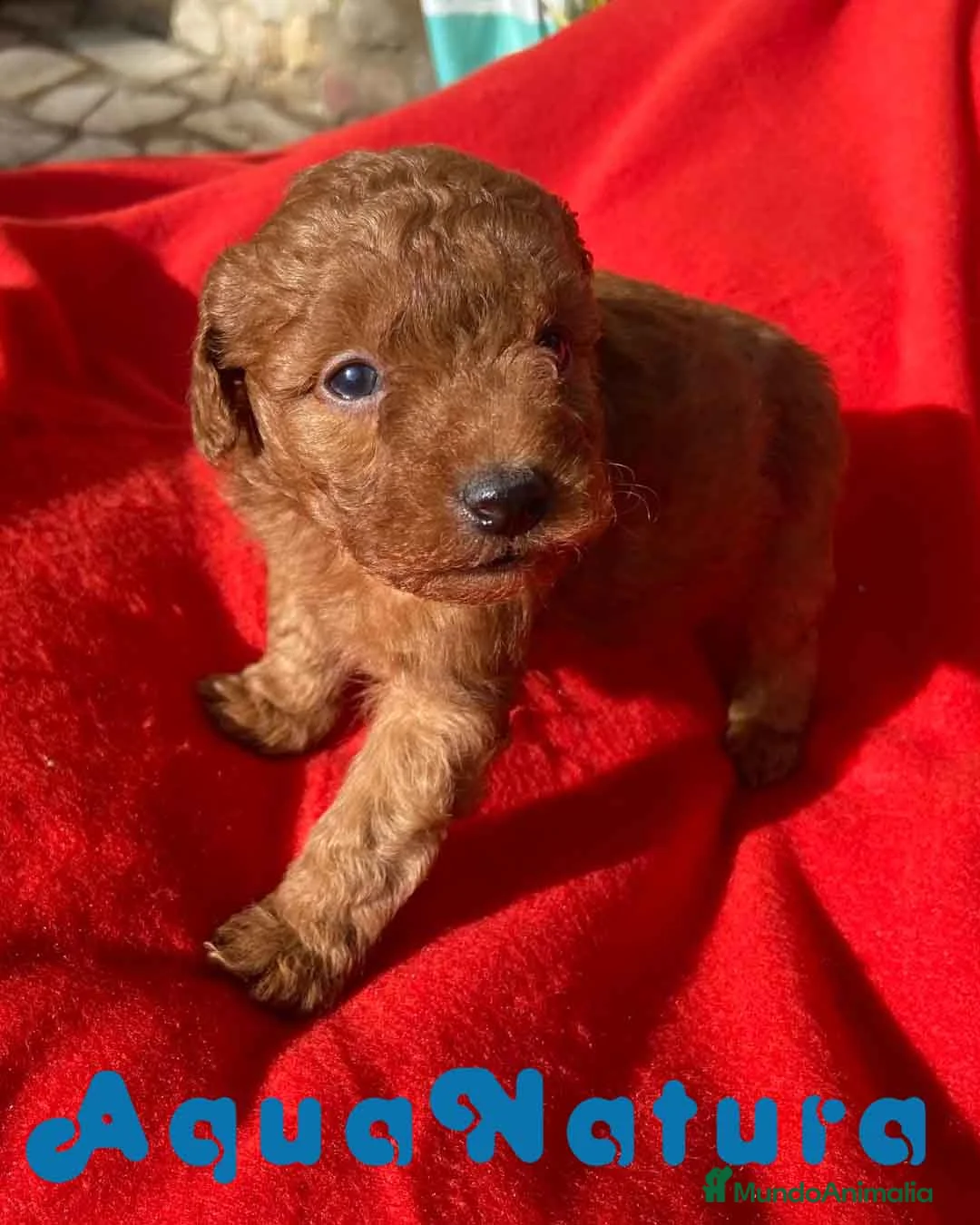 Caniche Toy perros en venta: Caniche Macho 7349 de Camila - AQUANATURA en Barcelona - Anuncio 5