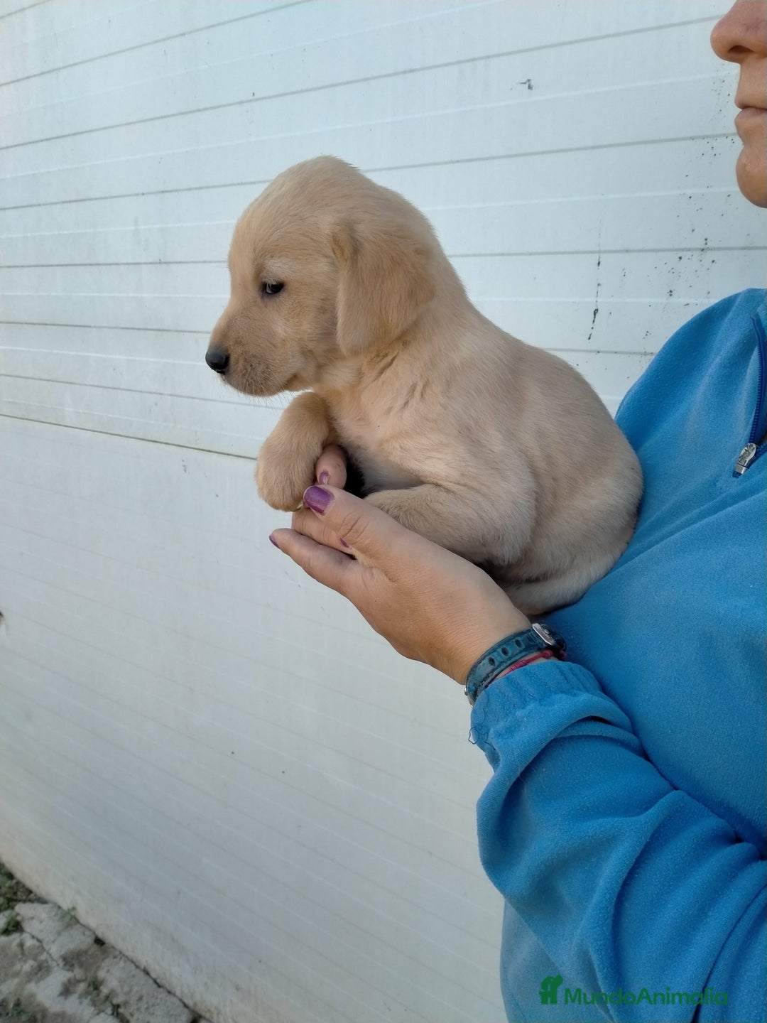 Labrador Retriever perros en venta: Cachorritos de labrador - Anuncio 2