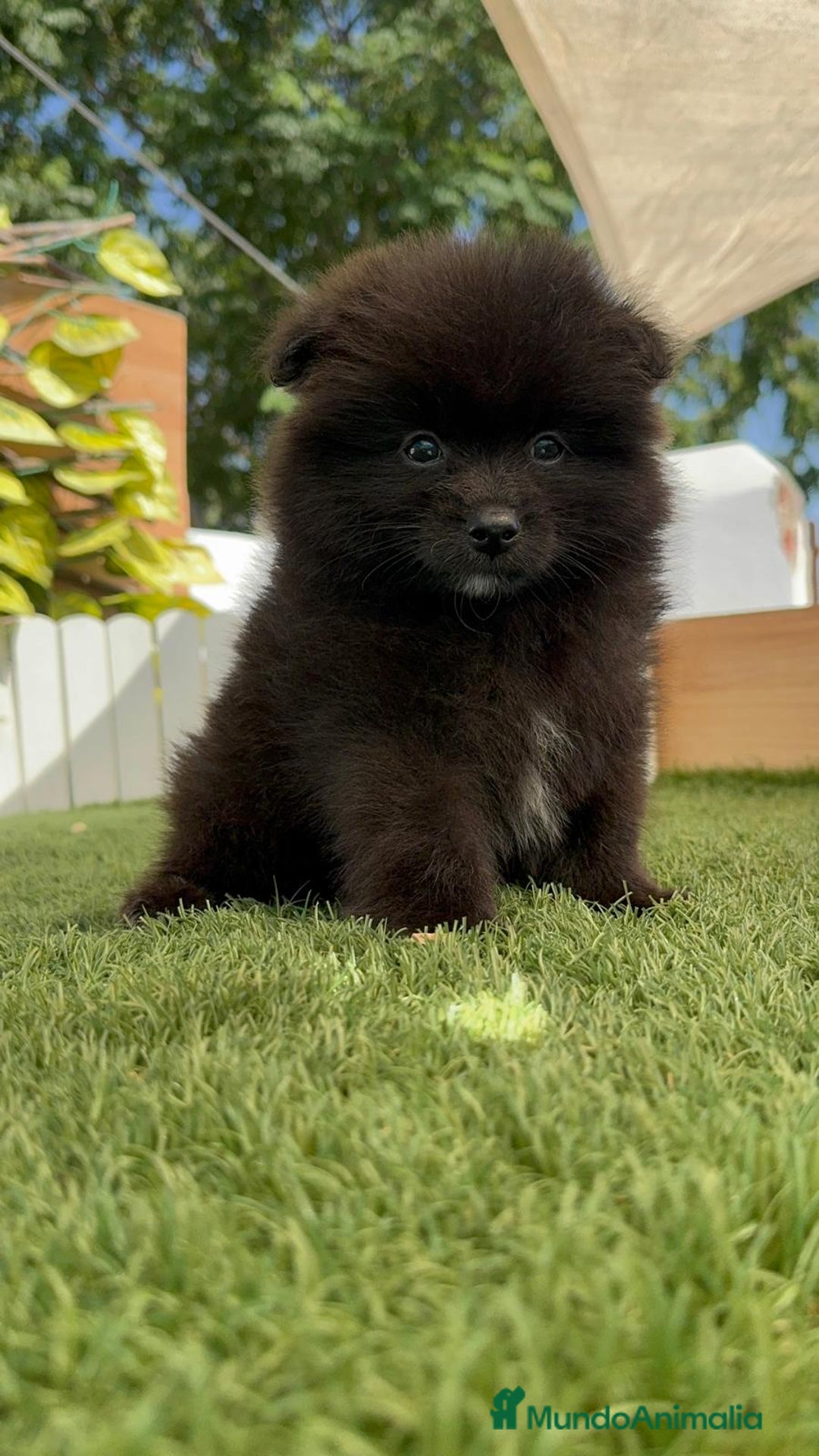 Pomerania perros en venta: POMERANIA MACHO - Imagen 6
