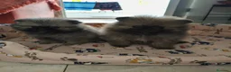 Pomerania perros en venta: Cachorritos de Pomerania Toy - Anuncio 2