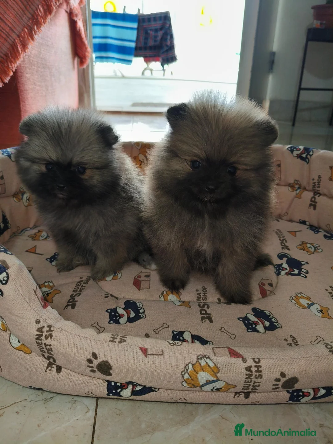 Pomerania perros en venta: Cachorritos de Pomerania Toy - Anuncio 2